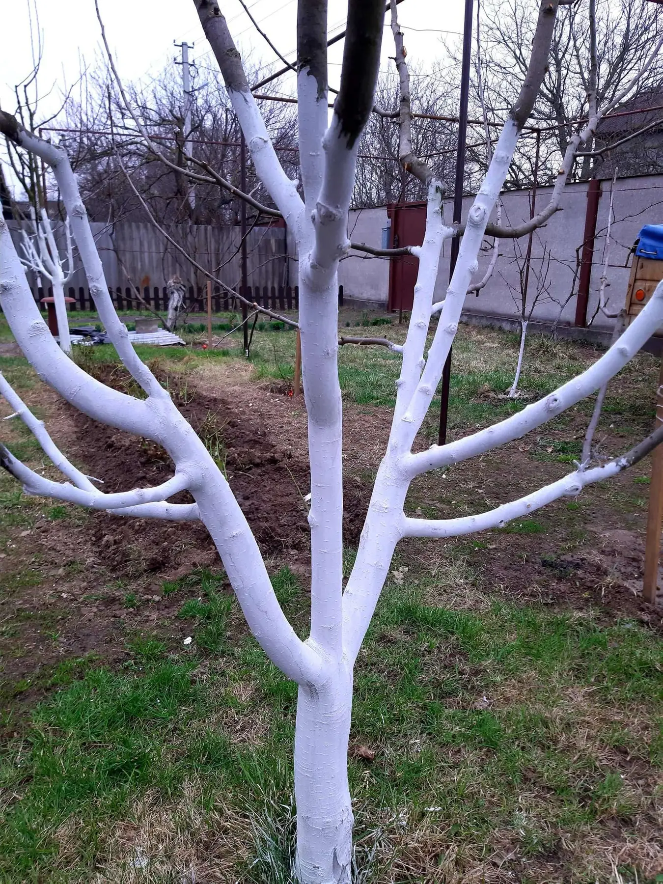 farba-dlya-sadovikh-derev-unisil-white-wood